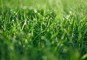 Zomer in de tuin: zo houd je het gras groen en fris